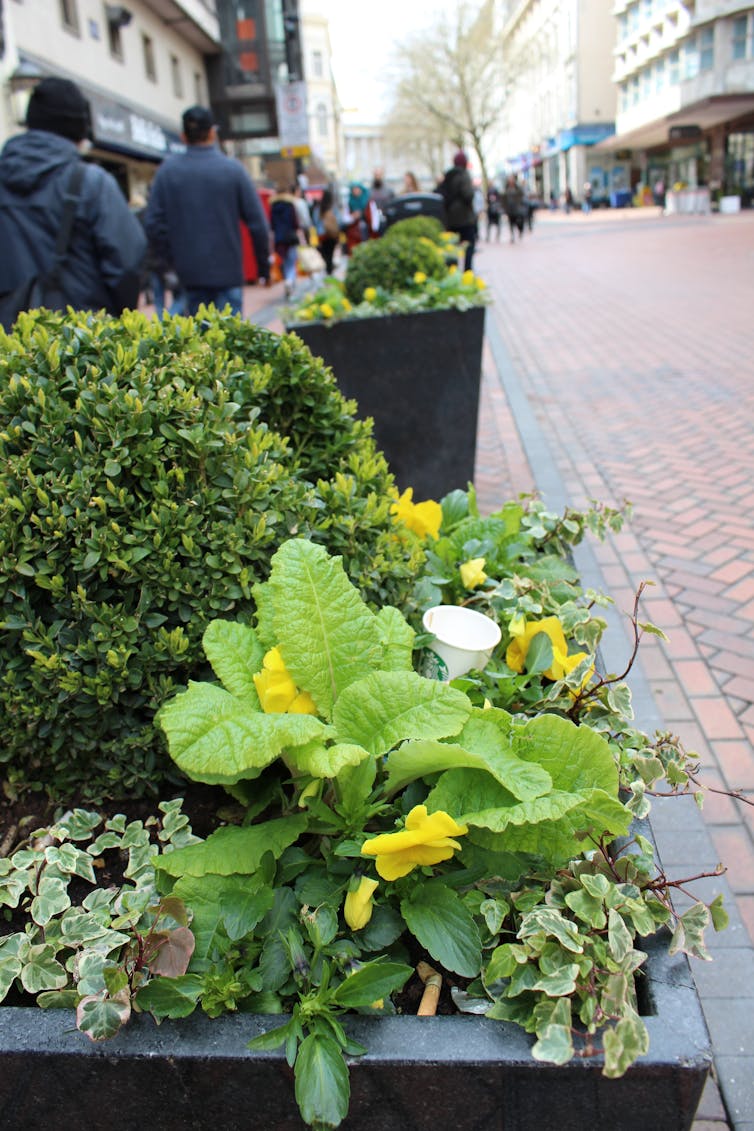 Green flower bed in the foreground with a white cup of coffee among the leaves, a busy street out of focus in the background on the right side of the image