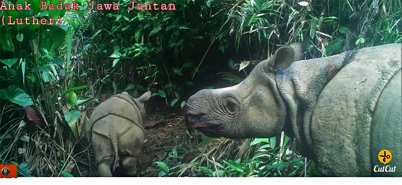 A young male rhino calf named Luther with his mother in 2020.