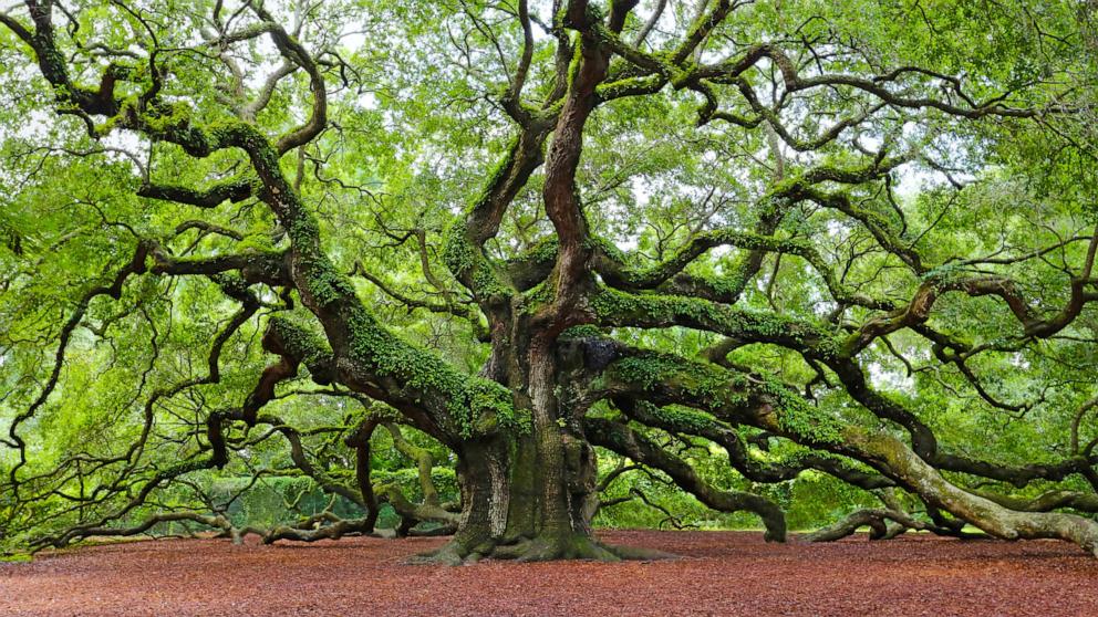 Arbor Day 2024: How to plant the best trees to fight climate change
